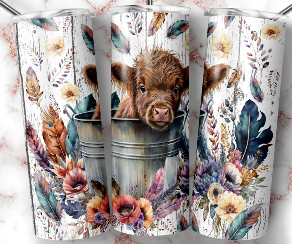 Baby highland cow in bucket
